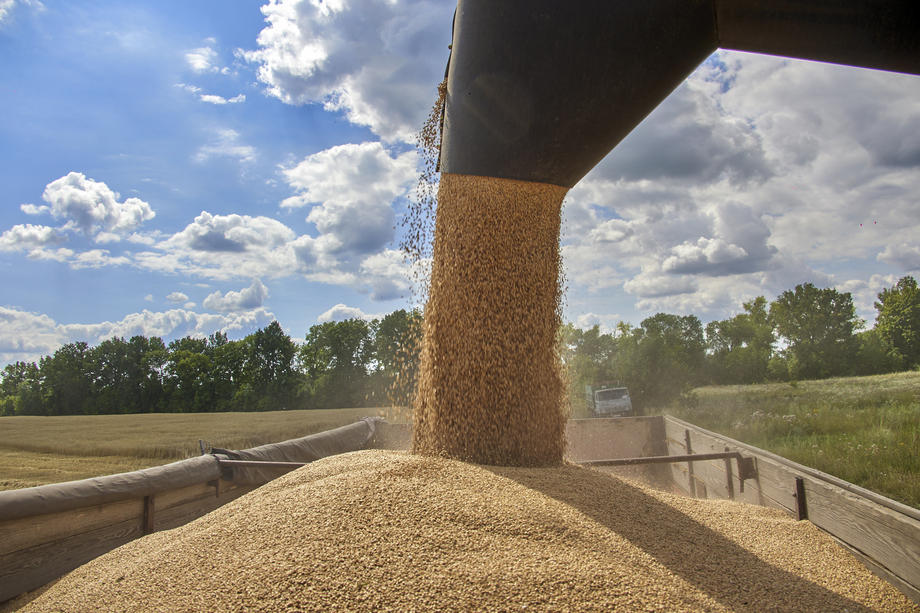 Healthy grain harvest